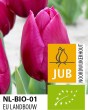 BIO Tulip Purple Prince